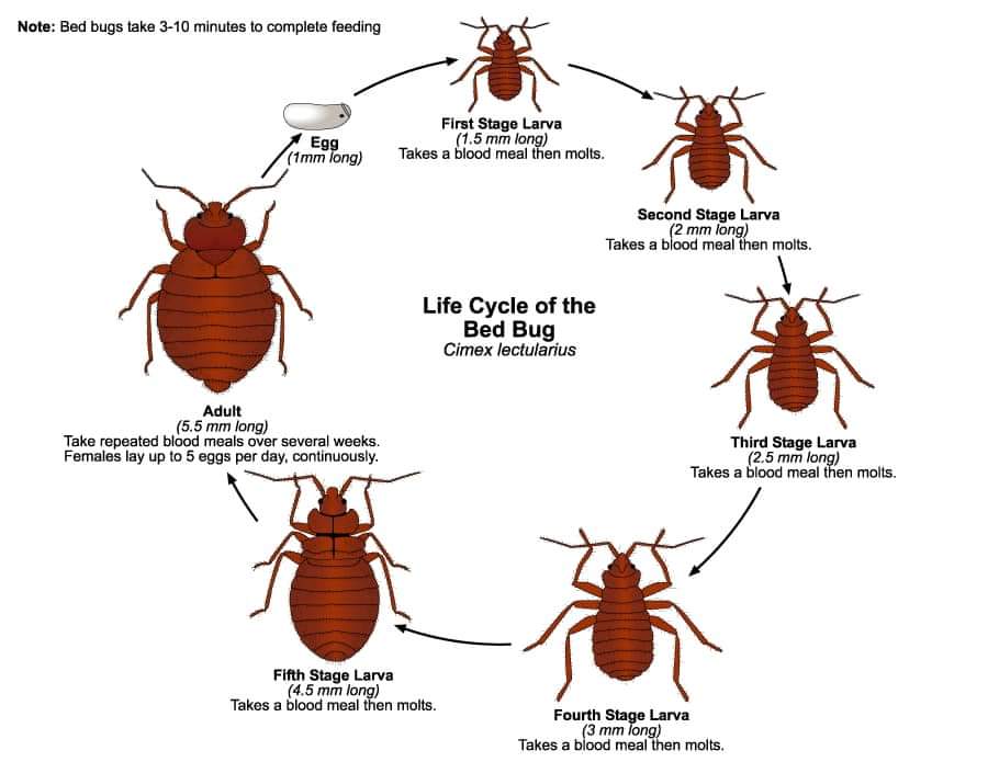 bed bug life cycle