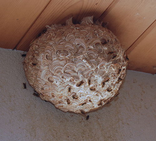 wasp nest removal