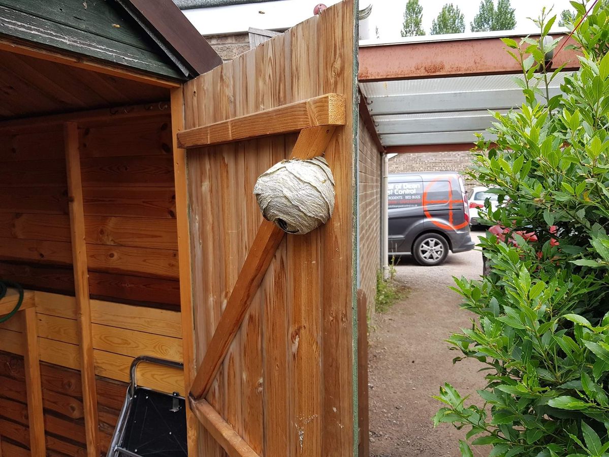 wasp nest removal