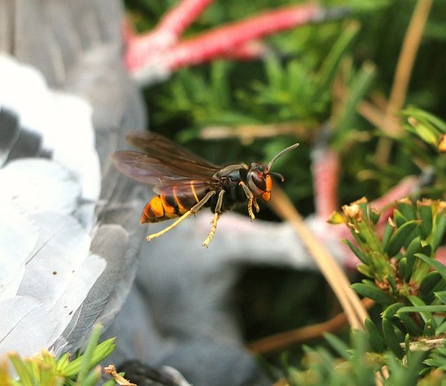 european hornet pest control