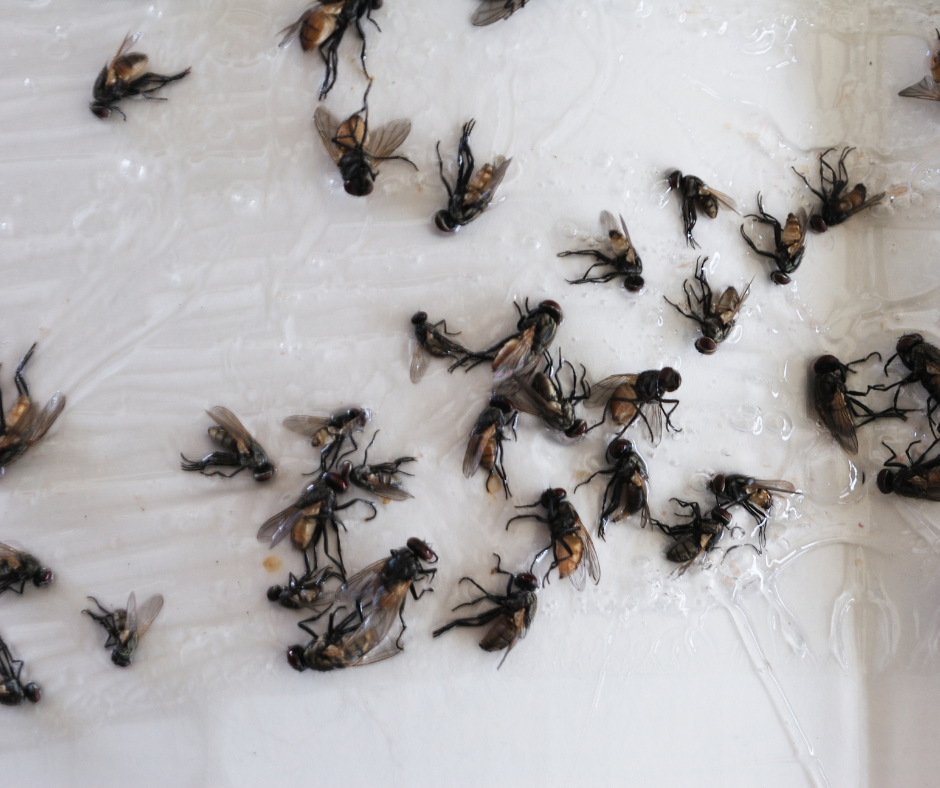 What are cluster flies and how do you get rid of a cluster fly infestation?